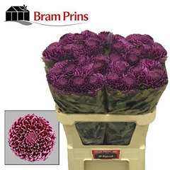 Chrysanth Single Bigoudi Purple 75cm 110gr.
