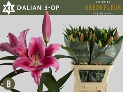 Lily Oriental Dalian 90cm 3+