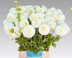 Dahlia Reycroft Jan 50cm