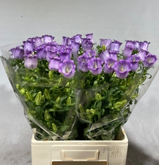 Campanula Champion Lavender 70cm