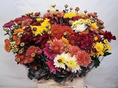 Chrysanth Spray Mix 53cm 70gr.