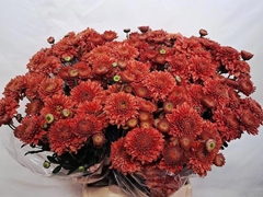 Chrysanth Spray Blenda Red 53cm 70gr.