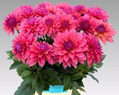 Dahlia Feline Yvonne 60cm