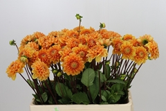 Dahlia Sylvia 55cm
