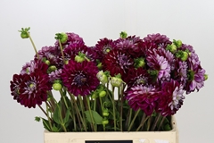 Dahlia Embassy 55cm