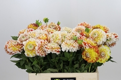 Dahlia Jowey Fantasy 55cm