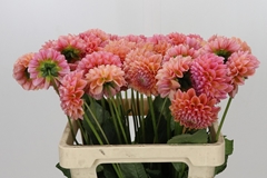 Dahlia Linda's Baby 60cm