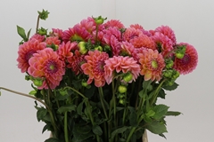 Dahlia Linda's Baby 50cm