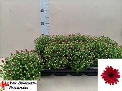Chrysanth Gardenmumsaic Red 12Ø 25cm