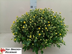 Chrysanthemum Jasoda Dark Yellow 23Ø 45cm