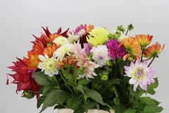 Dahlia Mix Per Bunch 42cm