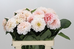 Dahlia Dezign Blush White 60cm