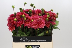 Dahlia Salmon Runner 55cm