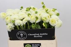 Dahlia Reycroft Jan 55cm