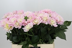 Dahlia Lady Kate 60cm