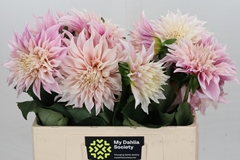 Dahlia Café Au Lait 60cm