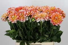 Dahlia Hapet Harmony 60cm