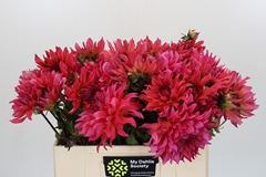 Dahlia Pink Punk 55cm
