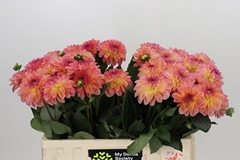 Dahlia Chanel 55cm
