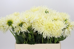 Dahlia Spider White 60cm