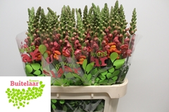 Antirrhinum Potomac Dark Orange 80cm