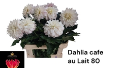 Dahlia Café Au Lait 80cm