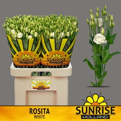 Eustoma Double Rosita White 70cm