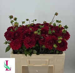 Dahlia Red Fox 50cm