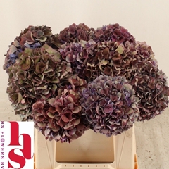 Hydrangea Pink Ruby 40cm 12-14cm Hd
