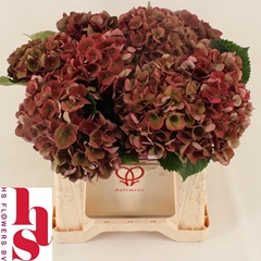 Hydrangea Mon Amour Classic 40cm 13-15cm Hd