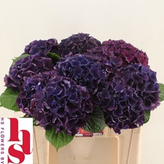 Hydrangea Royal King 50cm 13-15cm Hd