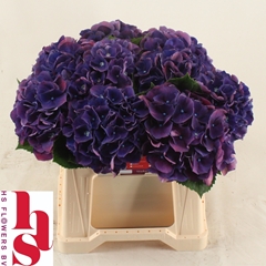 Hydrangea Royal King 40cm 12-14cm Hd