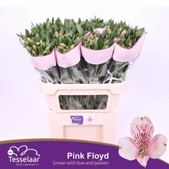 Alstroemeria Pink Floyd 75cm 50gr.