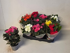 Begonia Double Mix 9Ø 25cm
