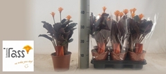 Calathea Crocata 14Ø 40cm