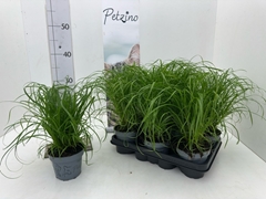 Cyperus Zumula 12Ø 29cm