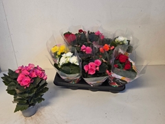 Begonia Double Mix 9Ø 25cm