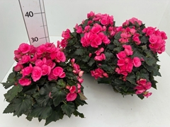 Begonia Double Adonia Pink 13Ø 28cm