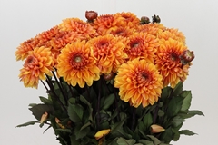 Dahlia Love Of My Life 55cm