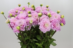 Dahlia Sweet Love 60cm