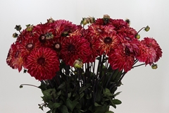 Dahlia Quin 60cm