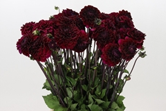 Dahlia Seniors Darkness 60cm