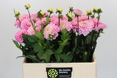 Dahlia Wizard Of Oz 60cm