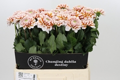 Dahlia Tangarine Dream 60cm