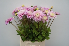 Dahlia Sweet Love 58cm