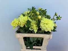 Dahlia Glorie Van Heemstede 58cm