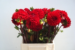 Dahlia Red Cap 55cm