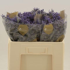 Limonium Safora Dark Blue 50cm 10gr.
