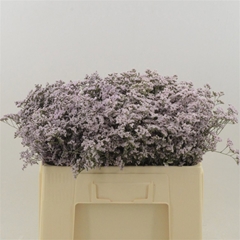 Limonium Safora Oshi Pink 50cm 20gr.
