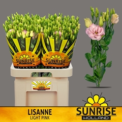 Eustoma Double Lisanne Light Pink 70cm